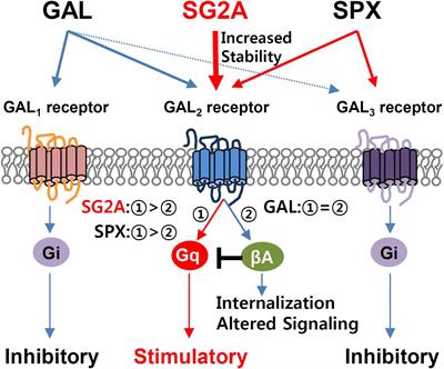 Spexin-Based Galanin Receptor Type 2 Agonist for Comorbid Mood Disorders and Abnormal Body Weight